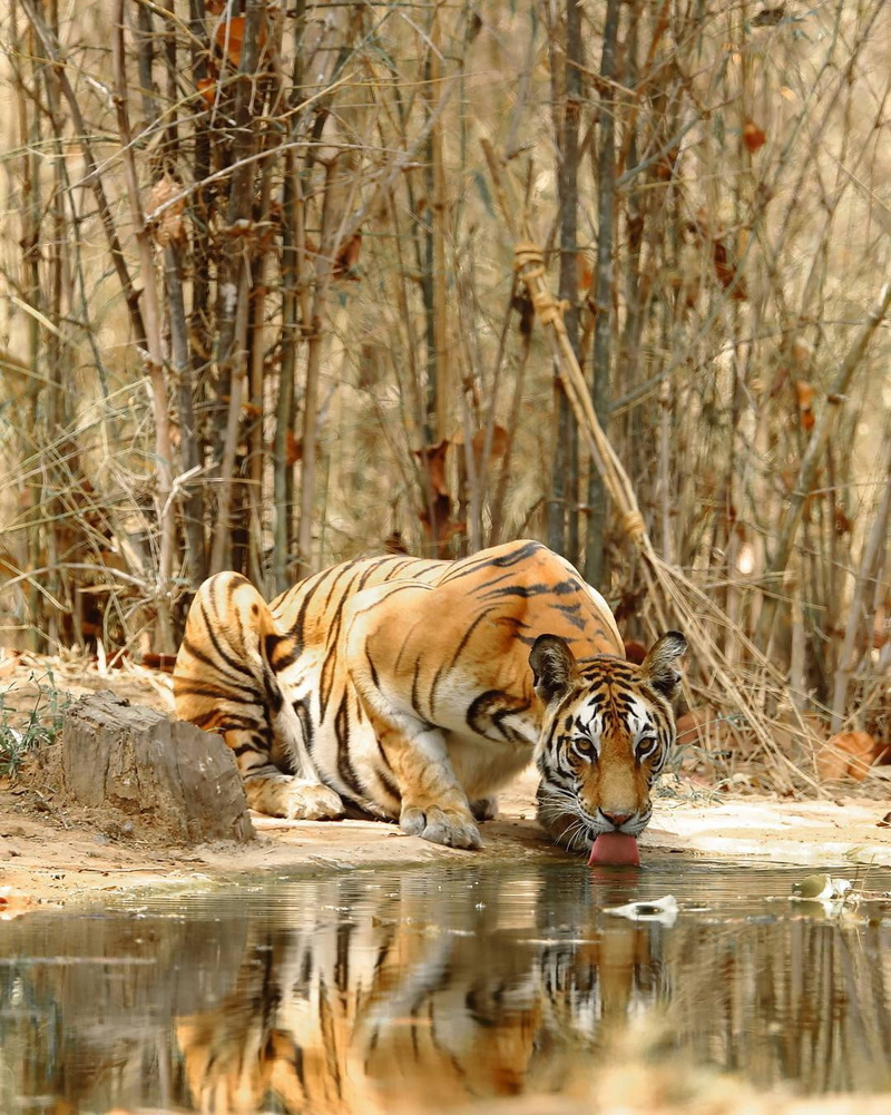 aggression, relaxation, drinking, big, colorful, walking, mammal, india, big cat, no people, one animal, color, portrait, danger, carnivore, species, predator