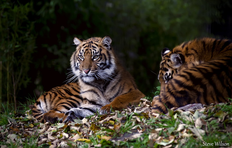 Caughall, England, field, danger, Carnivore, Captive, Great Britain, Animal, two tigers, Tiger Cub, Sumatran Tiger, two, Sumatran  Tiger, Endangered  Species