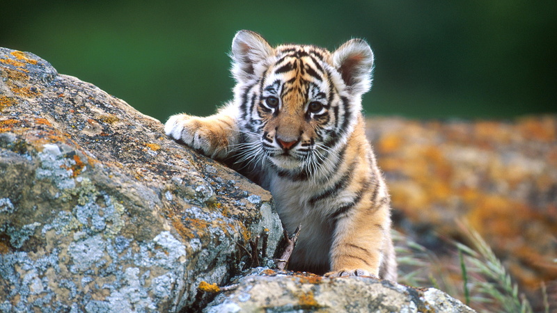pet, furry, fur, carnivore, animals, cute, tiger, eye, mammal, looking, predator, domestic cat, striped, domestic animal, eyes, animal, big cat, cats, staring
