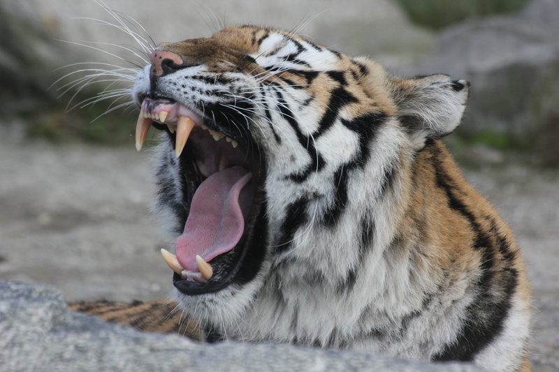 nature, whisker, roar, black, day, mammal, shallow, danger, endangered Species, animal body part, no people, undomesticated Cat, feline, yawning, wildlife
