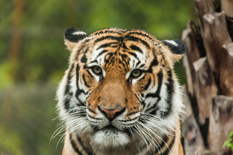 bengal Tiger, birds, Jacksonville zoo, nature, tiger, undomesticated Cat, cheetah, striped, danger, Heron, wildlife, otter, large, Egret, big Cat, siberian Tiger