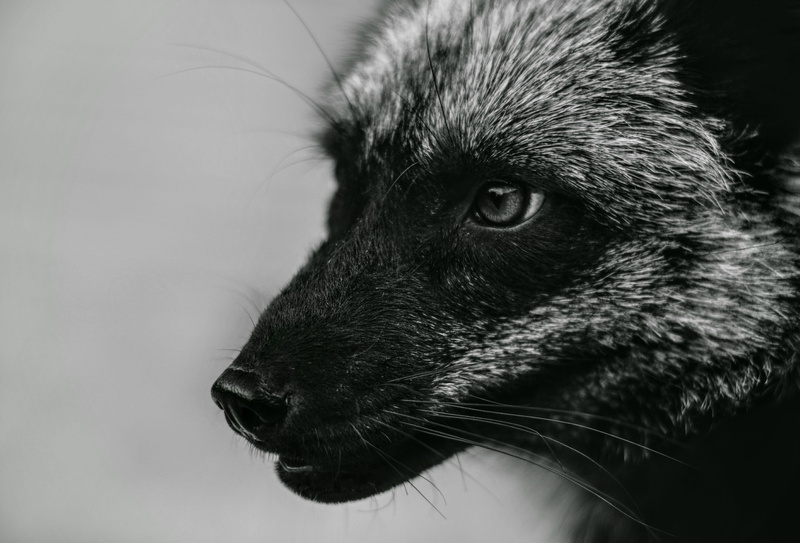 side view, animal head, indoors, carnivore, animal, vertebrate, grey fox, animal eye, canine, looking, predator, animal nose, no people, endangered, fox