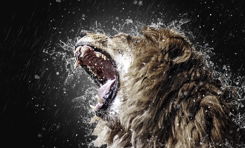 2K, motion, vertebrate, aggression, tooth, nature, roar, one animal, canine, splashing, animal themes, mouth, mouth open, big cat, mammal, water, wet