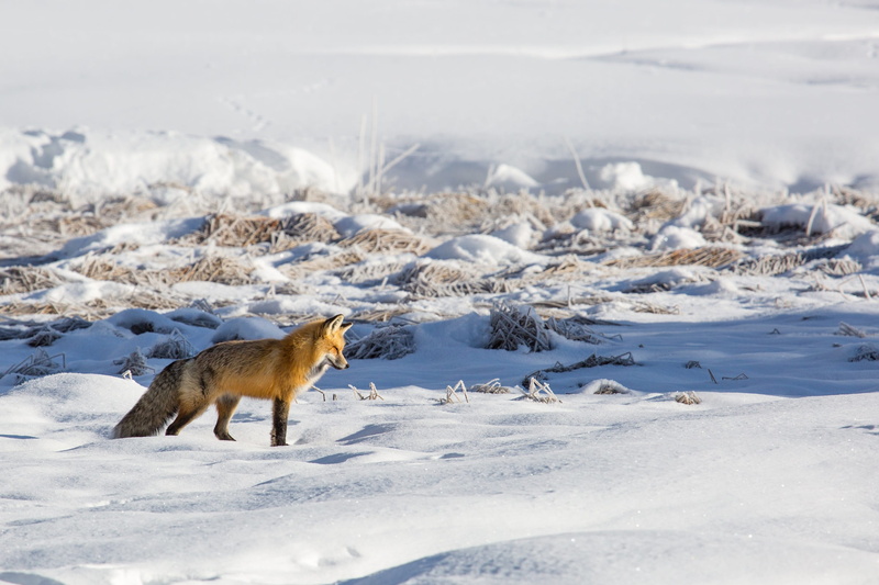 outdoors, frozen, cold temperature, red fox, usa, vertebrate, land, no people, animals in the wild, snowcapped mountain, vulpes vulpes, fur, one animal