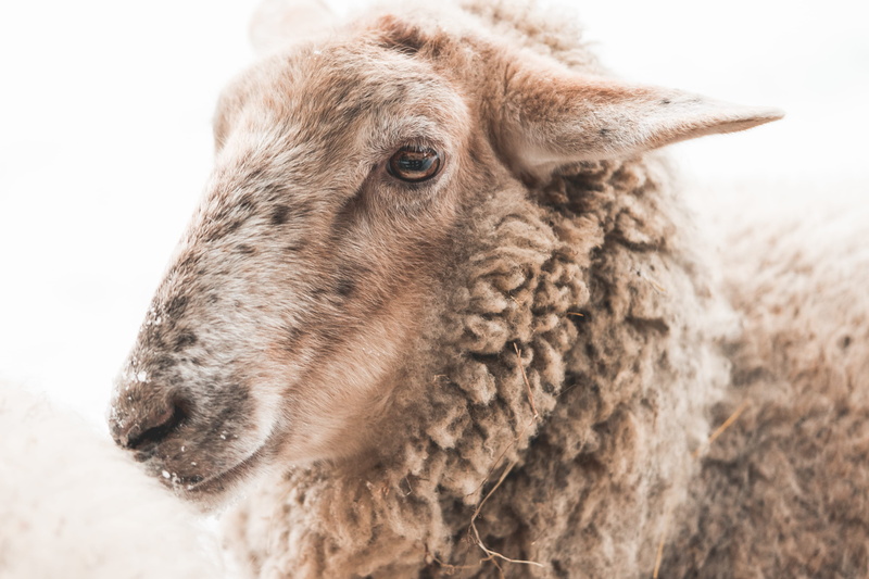 animals in the wild, looking, animal wildlife, domestic, animals, profile view, animal, outdoors, day, fleece Coat, domestic Animals, agriculture, Sheep