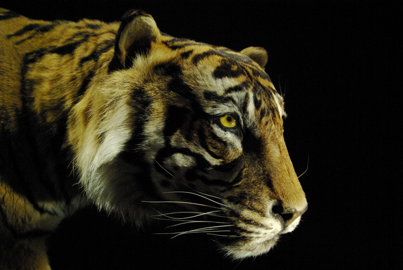 striped, large, Muséum dhistoire naturelle, feline, animal, Paris, undomesticated Cat, danger, gear, black, black Tiger, me, tigre, photo, 4K, wildlife