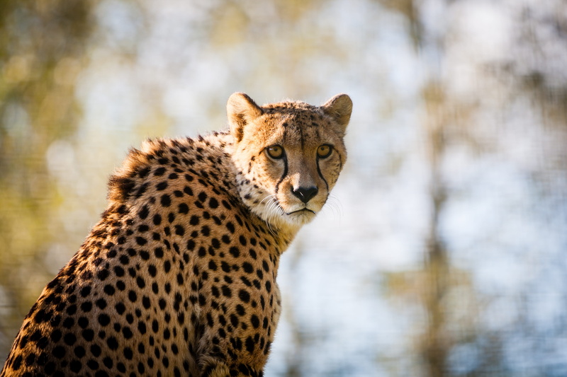 leopard, Gepard, 4K, looking, fur, fauna, wildlife, outdoors, looking at camera, Cheetah, tanzania, one animal, mammal, animals Hunting, cat, animal head