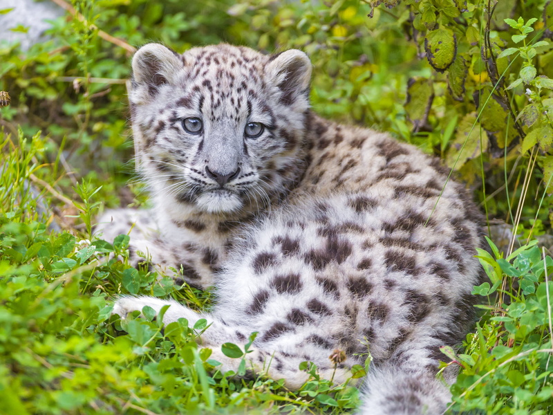 field, outdoors, animal, leopard, green grass, white, shy, wild  cat, switzerland, mammal, undomesticated Cat, snow leopard, nature, grass, cute, 2K, endangered Species