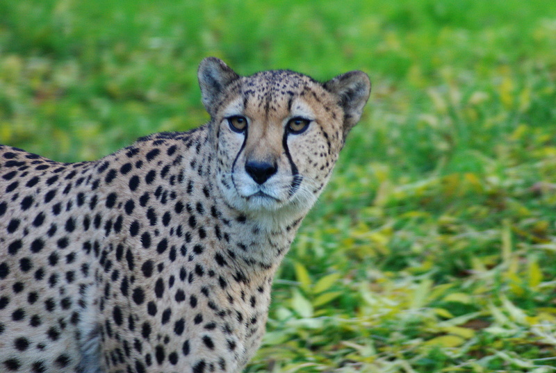 close, day, Cat, animal world, field, portrait, Predator, animal themes, no people, eyes, carnivores, wilderness Area, leopard, animal portrait, 2K, spotted
