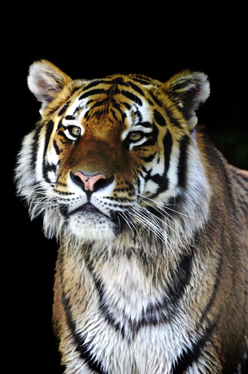 sublime, animal wildlife, brown, and white, whisker, carnivora, white Bengal tiger, animal themes, animal Head, animal, carnivore, no people, wildlife