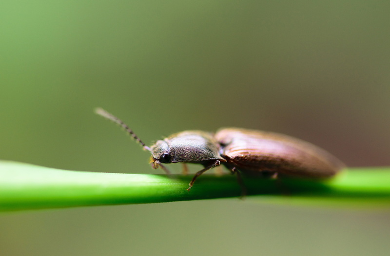 fauna, one animal, colours, extreme close-up, 5K, horizontal, single, arthropod, lifesize, natural, detail, icon, environment, animal, selective focus