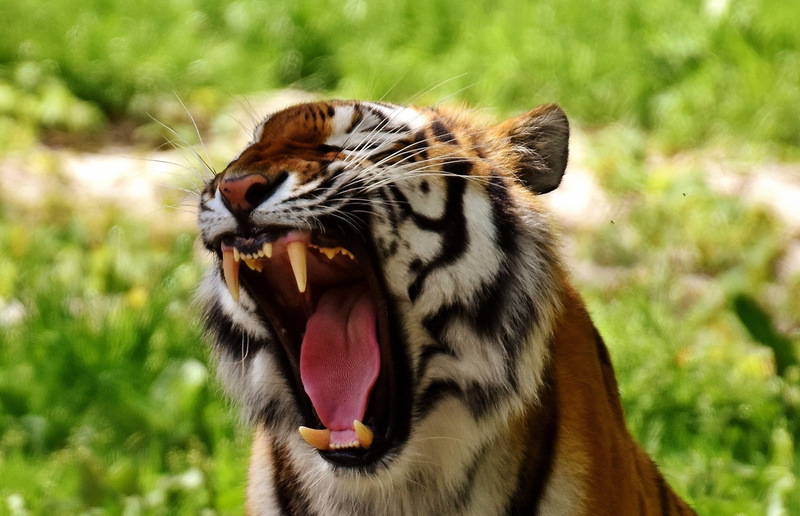 animal body part, artwork, 1080P, lake, colorful, carnivore, big cat, head, male, flora, Jungle, siberian Tiger, feline, large, animal tongue, yawning