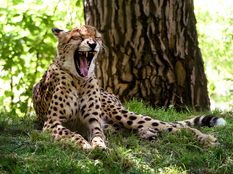 one animal, animals In The Wild, stains, meadow, Yawn, nature, sleep, fur, Africa, Rest, relaxed, reclining, predator, spotted, carnivora, hunter, wilderness Area