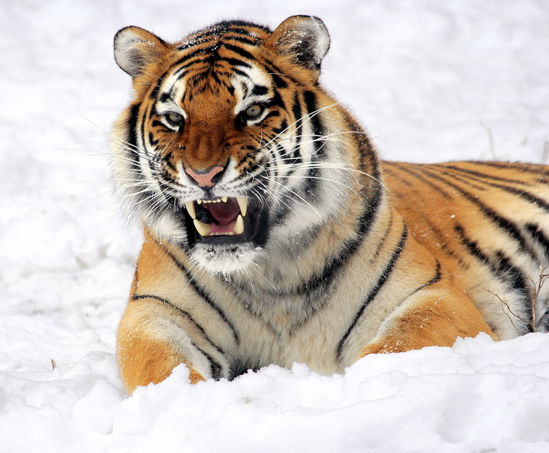 panthera tigris altaica, feline, mouth open, carnivore, vertebrate, resting, powerful, 2K, animal wildlife, cold temperature, field, one animal, portrait