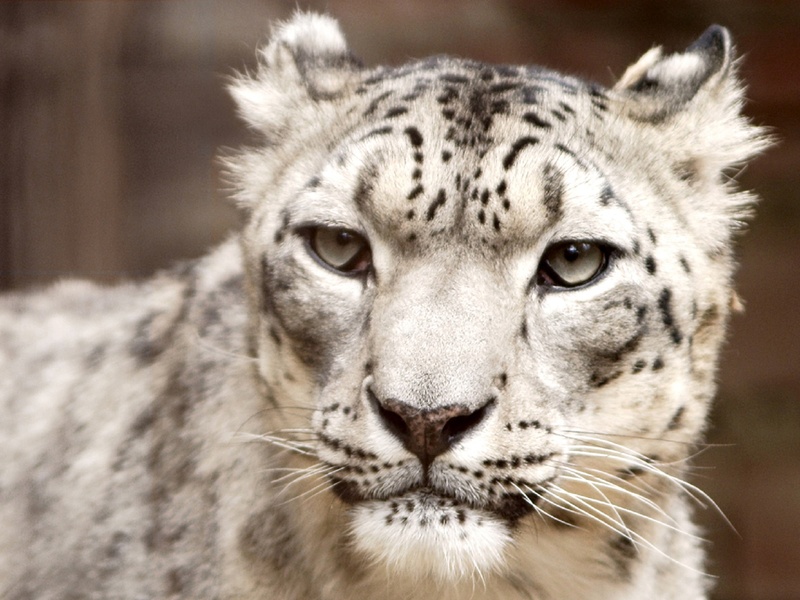 carnivora, fur, one animal, photography, mammal, danger, animal markings, feline, white, no people, animal wildlife, snow leopard, black, wildlife, 1080P
