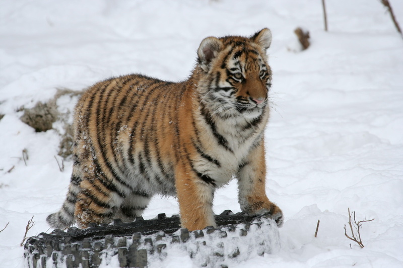 white color, tiger, animal, carnivore, cold temperature, stripes, Winter, young, Tiger Cub, no people, powerful, land, whisker, vertebrate, 2K, animal themes