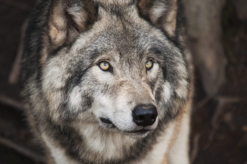 hunter, selective, dog, outdoors, nature, one animal, 4K, focus, predator, canine, dangerous, close-up, animal wildlife, no people, animal portrait, looking
