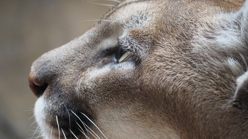 vertebrate, domestic, mammal, tiger, animal body part, nature, hunter, eyes, predator, focus on foreground, powerful, big, animal eye, wildcat, dangerous