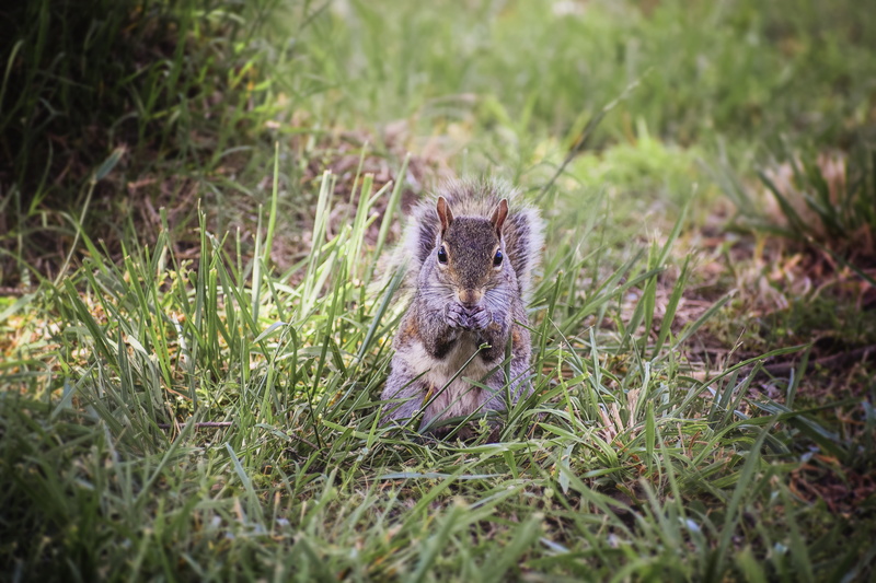 scenery, light, grass, garden, creature, rural, field, wild, selective focus, tail, hill, lawn, forest, valley, nature, fur, animal wildlife, black, 5K