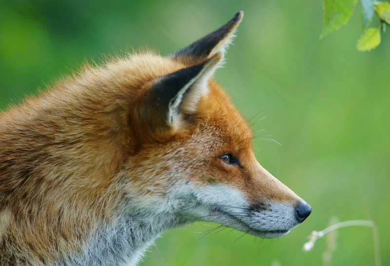 fox, wildlife, carnivore, animal, Trimming, 720P, British  Wildlife  Centre, nature, Profile, brown, animals In The Wild, outdoors, grass, Newchapel  Surrey