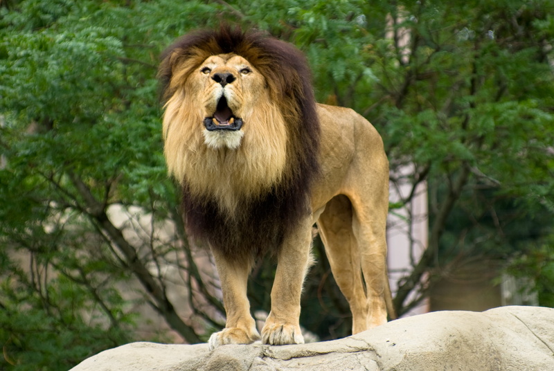 2K, animals In The Wild, franklin park zoo, brown, Lion, mammal, africa, surface, k10d, aslan, lion - Feline, nature, gray, safari Animals, carnivore