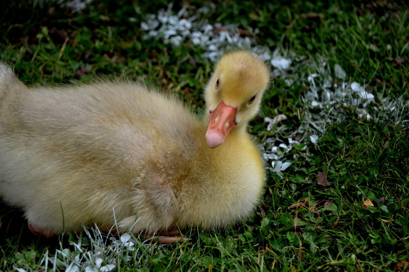 water, bovine, breeding, duckling, football pitch, set, grassland, grass, animals in the wild, sky, landscape, football, brown, collection, young animal