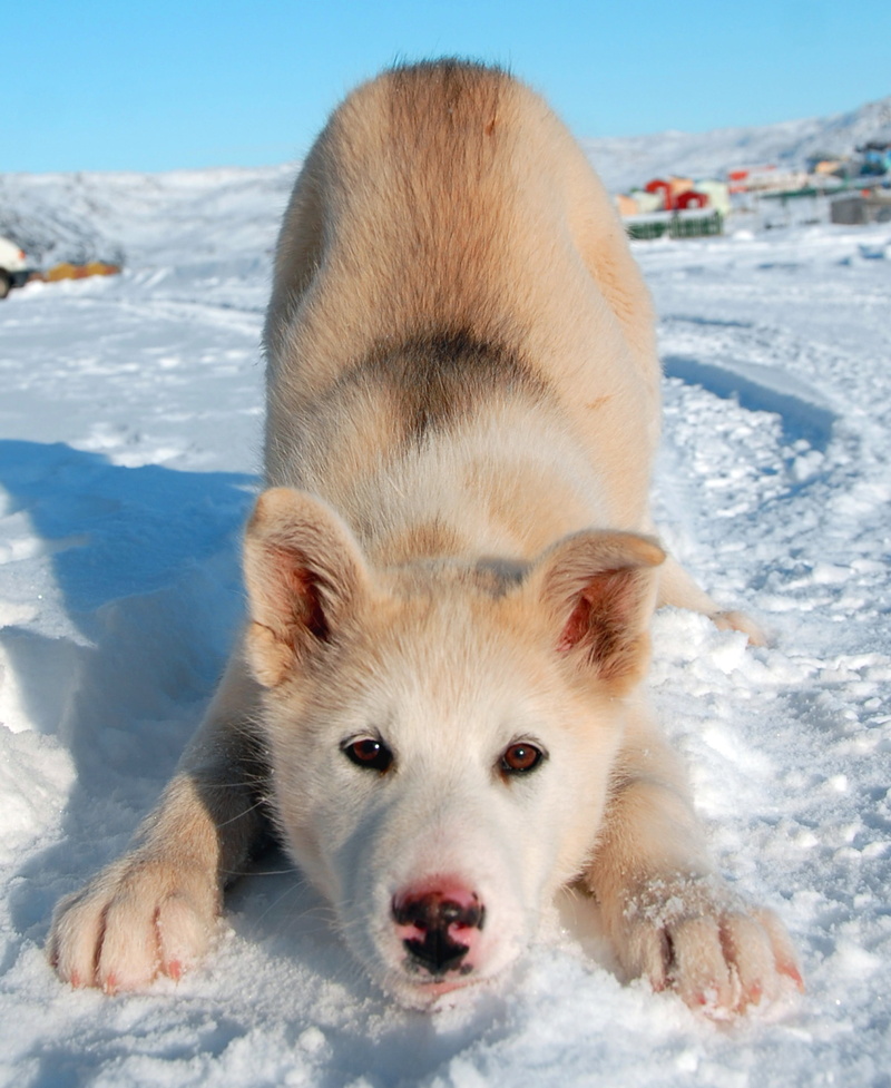 white, snow, dog, 4K, white color, siberian, domestic, domestic animals, vertebrate, greenland dog, pets, greenland, land, looking at camera, puppy, brown