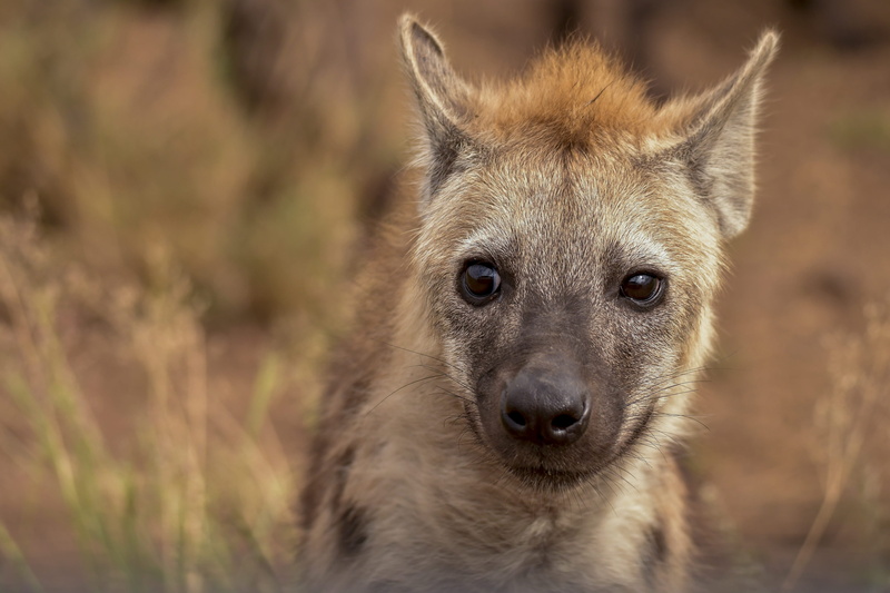 mammal, animal wildlife, looking, day, outdoors, canine, selective, wild animal, animal body part, animals in the wild, photography, one animal, cute, hunter