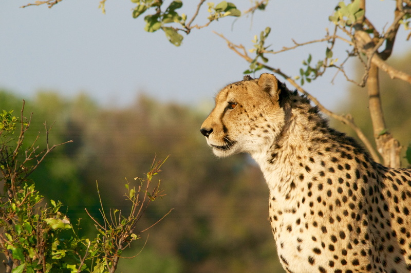 cheetah, big Cat, safari Animals, kenya, hunting, focus on foreground, looking, no people, animal themes, carnivore, wildlife, masai Mara National Reserve