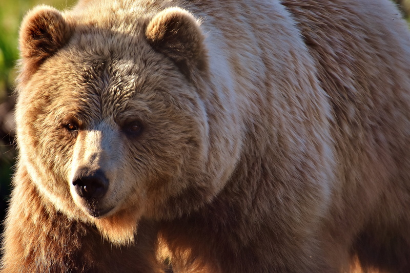close-up, mammal, wildpark poing, snout, european brown bear, one animal, animals in the wild, predator, animals hunting, dangerous, animal body part, no people