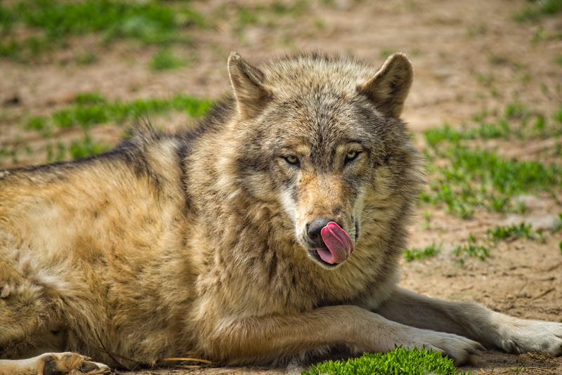 furious, danger, looking at camera, hunter, mouth, eyes, mouth open, tongue, carnivore, ground, fur, gray wolf, wild, gray, portrait, grass, outdoors, green