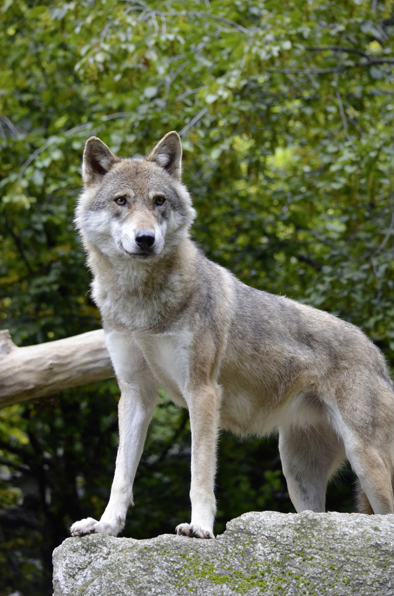gray, mammal, one Animal, solid, wolf, wildlife, day, rock - object, wild, nature, carnivore, pose, forest, predator, animal Themes, canine, portrait, guard