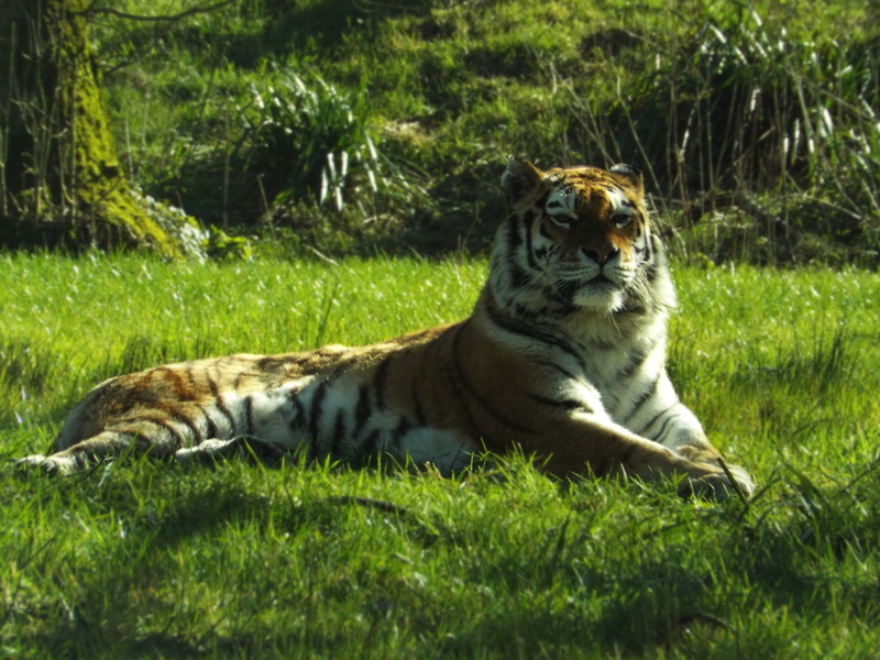 fur, tree, danger, vertebrate, striped, 4K, looking, animal themes, outdoors, feline, whisker, grass, field, land, Tiger, relaxation, Big Cat, one animal