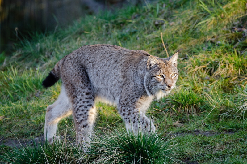 undomesticated Cat, outdoors, green color, carnivore, 2K, Wildlife, feline, one animal, looking, animal wildlife, portrait, hunter, Predator, big cat