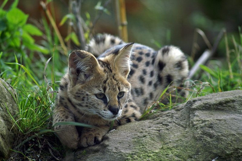 animals Hunting, Bengal cat, animals In The Wild, grass, outdoors, plant, animal themes, small cat, 2K, serval, focus, lying, fur, predators, wildlife
