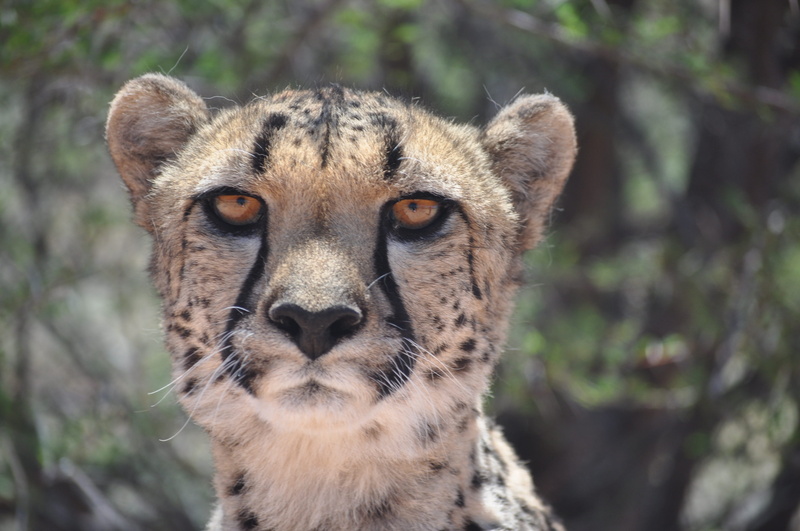 4K, endangered Species, Cheetah, safari Animals, portrait, close-up, forest, africa, vertebrate, tame, no people, big Cat, looking at camera, animal head