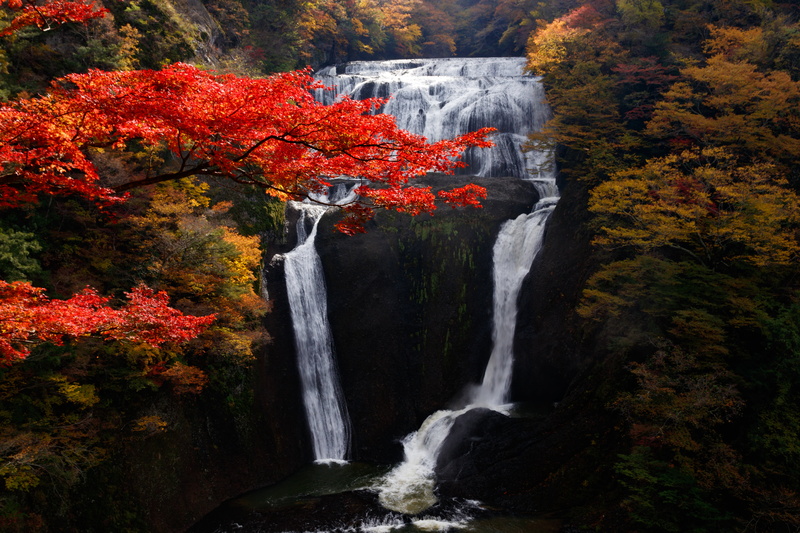 nature, autumn, growth, non-urban scene, flowing water, current, power in nature, plant, forest, waterfall, stream - flowing water, change, 5K, water