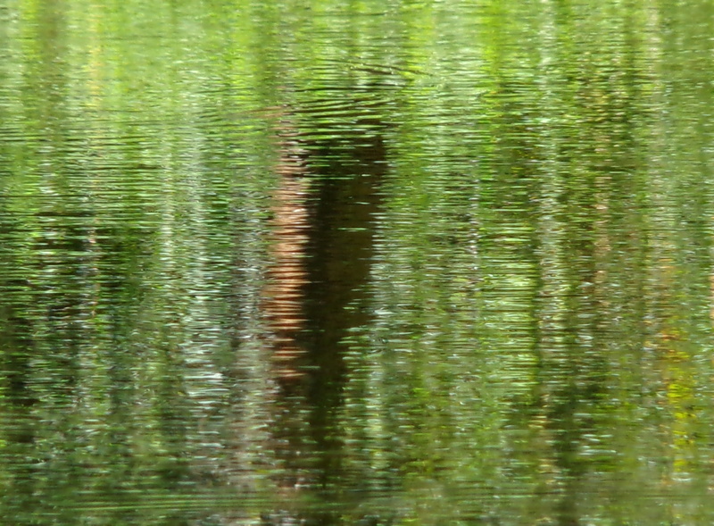 pond, green Color, blurred motion, wood, animal themes, rock, green, liquid, view, creek, Nature, animal, plant, trail, scenic, tranquility, wet, water Surface