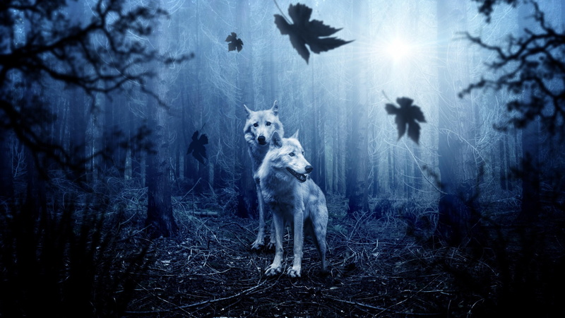 blue, darkness, wildlife, wild animals, wild, wolves, 4K, wolf, branch, predators, trees, tree, forest, twilight, woodland, dark, nature
