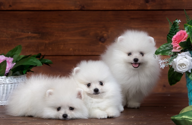 white, trio, funny, long, coated, puppies, three, puppy, fluffy, 2K, flowers, cute, Spitz
