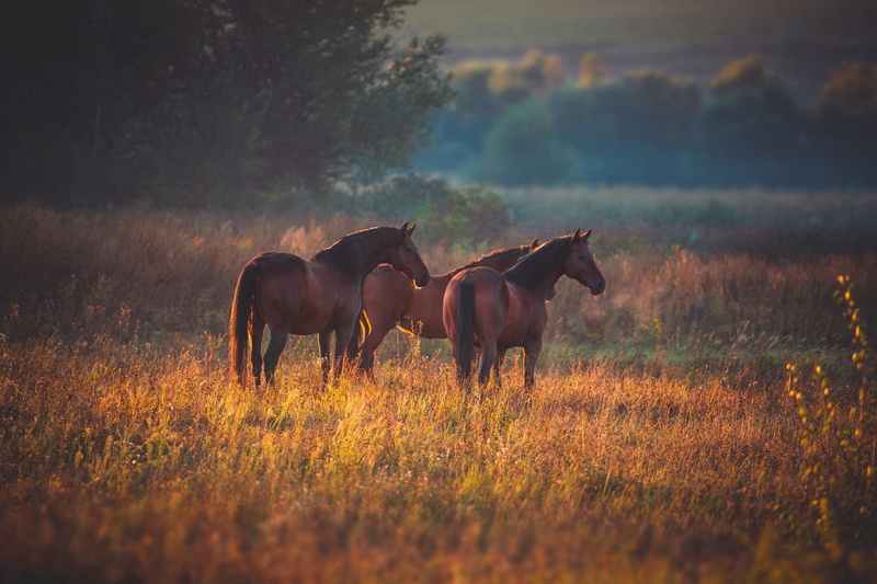 horses, pair, field, trio, he has Bay, 1080P, three horses, autumn, pasture, three, Trinity, horse, nature