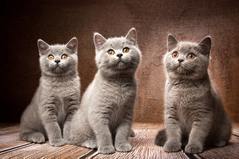 kittens, trio, British Shorthair, 2K, background, Natalia Lays, Trinity