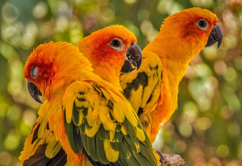 focus on foreground, animal family, yellow, Sun conure, animal, outdoors, day, two animals, animals in the wild, perching, vertebrate, birds, macaw, 2K