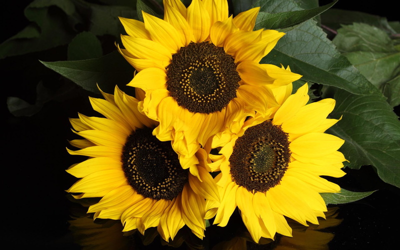 1080P, nature, sunflower, 3d and abstract, yellow, flower, trio