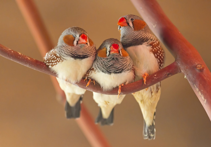 parrot, birds, trio, branch, brown, 1080P, bird, gray, beak, red, short