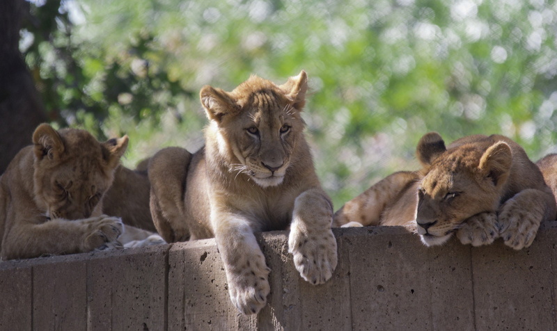 cats, stay, trio, family, zoo, wild, the cubs, cubs, wild cats, 1080P