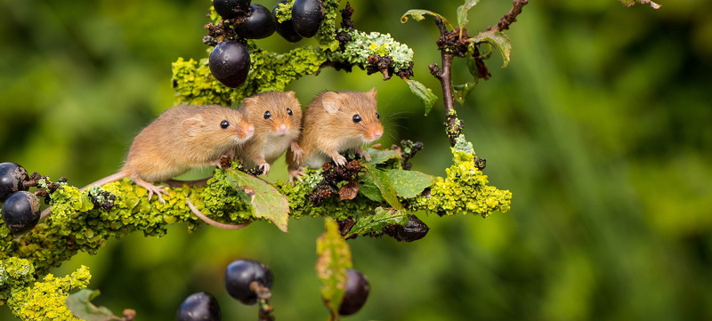 Trinity, branch, mouse, Harvest Mouse, background, The mouse is tiny, trio, 1080P