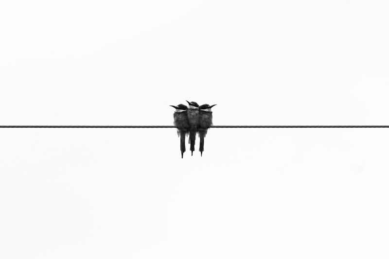 animal wildlife, cable, perching, wire, clear sky, three, gray, perched, animals in the wild, no people, copy space, bord, bird, sky, trio, indoors, white