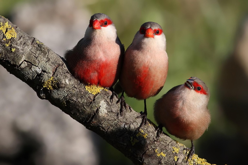 sing, birds, beaked, cute, bird, three, nature, animal, animals, 1080P, trio, red