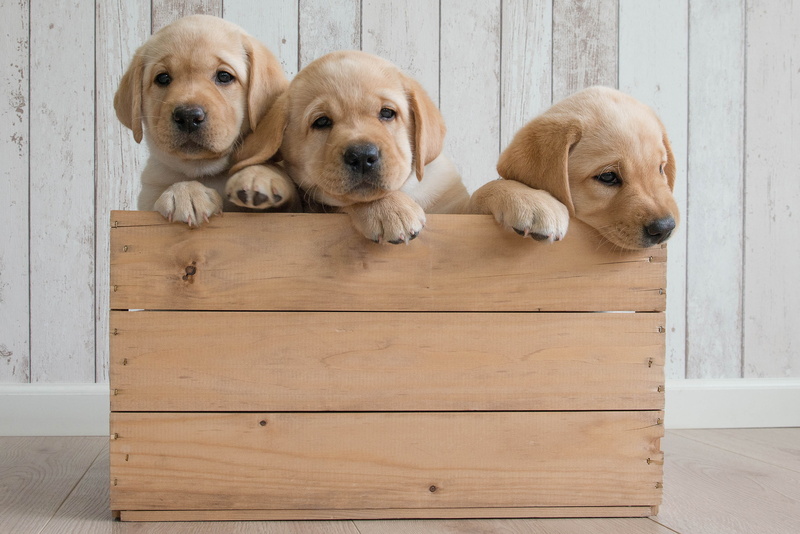 Trinity, dogs, 2K, Golden Retriever, box, puppies, trio